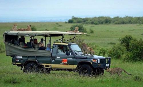 Тот самый неловкий момент, когда в джип запрыгнул гепард. 06