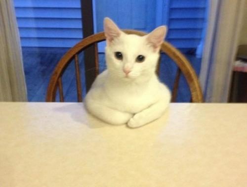 15 правил жизни настоящего кота. 03