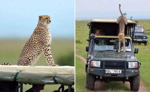 Тот самый неловкий момент, когда в джип запрыгнул гепард. 07