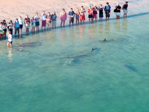 В Австралии есть пляж, где собираются люди и дельфины, чтобы пообщаться друг с другом. 01