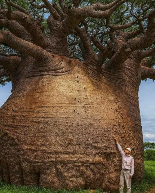 Перед вами одно из величайших чудес природы - величественный баобаб, символ выносливости и самой жизни.