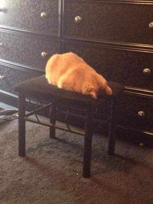 15 правил жизни настоящего кота. 04