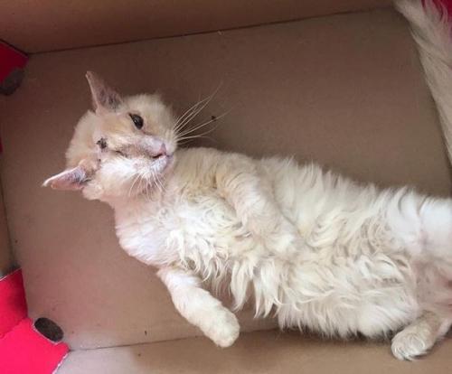 Люди намеренно пролили кислоту на морду доверчивого кота, который просто попросил у них еды. 02