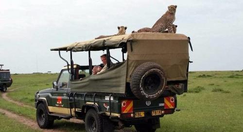 Тот самый неловкий момент, когда в джип запрыгнул гепард. 03