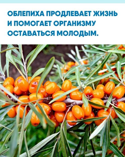 Учёные всё чаще облепиху настоящим Сибирским Чудом называют.