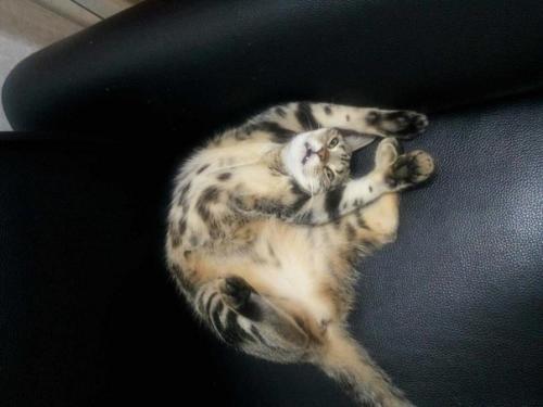 15 правил жизни настоящего кота. 02