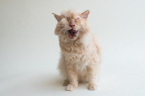 Люди намеренно пролили кислоту на морду доверчивого кота, который просто попросил у них еды. 04