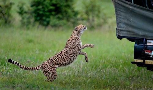Тот самый неловкий момент, когда в джип запрыгнул гепард. 04