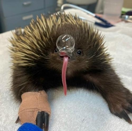 Учёные выяснили, как именно ведут себя австралийские ехидны в жаркую погоду.  