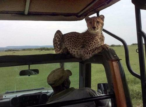 Тот самый неловкий момент, когда в джип запрыгнул гепард. 05