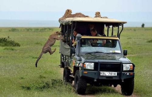 Тот самый неловкий момент, когда в джип запрыгнул гепард. 01