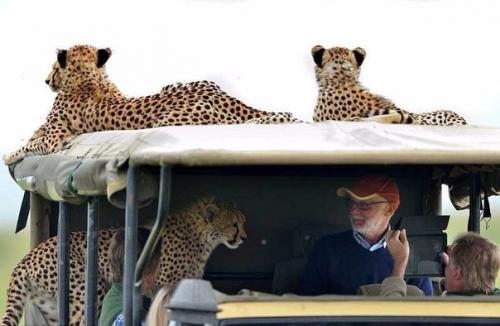 Тот самый неловкий момент, когда в джип запрыгнул гепард. 02