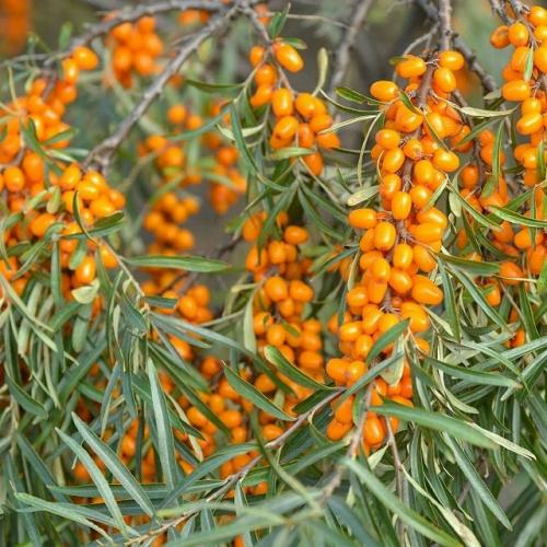 Учёные всё чаще облепиху настоящим Сибирским Чудом называют. 01