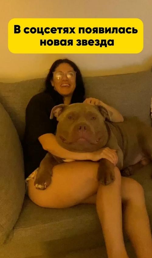 В соцсетях появилась новая звезда - американский булли по кличке туктук, у которого действительно огромная голова. 01