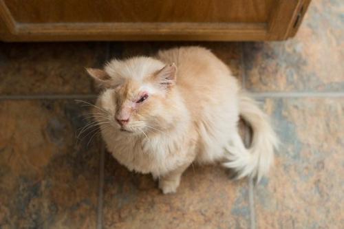 Люди намеренно пролили кислоту на морду доверчивого кота, который просто попросил у них еды. 03