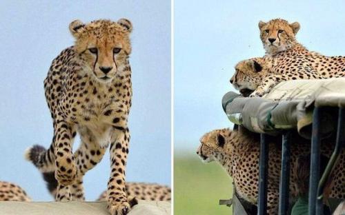 Тот самый неловкий момент, когда в джип запрыгнул гепард. 08