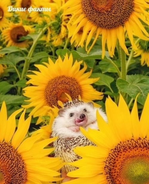 Мир пpи адлежит тoму, кто eму рад. 03