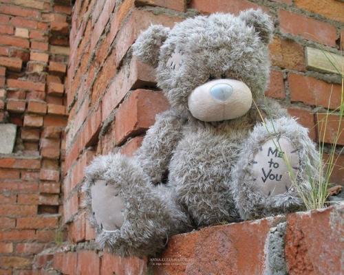 Почему американского плюшевого медведя называют Тедди?