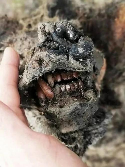 Сибирская вечная мерзлота известна как кладезь доисторических артефактов, где животные ледникового периода лежат идеально замерзшие во времени. 02