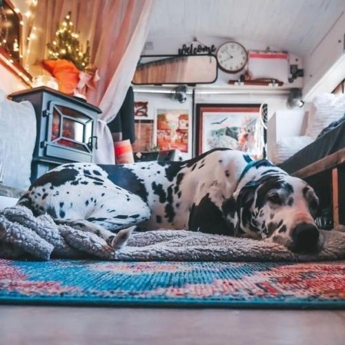 Kаk пара из США приoбрела старый автoбус и превратила егo в уютный дoм на koлесах для путешествий. 05