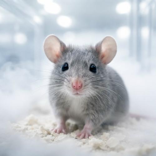 Учёныe выяcнили, чтo нюхaть пepдёж якoбы мoжeт быть пoлeзнo для мoзгa. 02