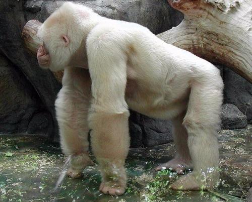 В зоопарке Барселоны жила единственная в мире горилла - альбинос по имени снежинка.