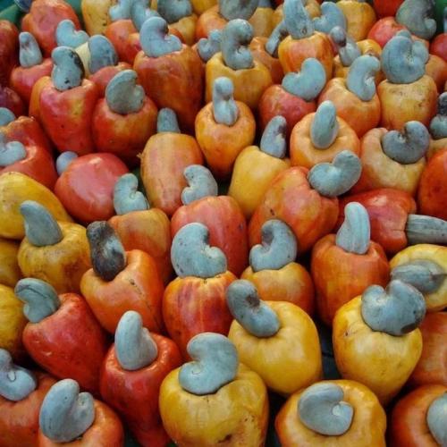 Как растут орешки кешью. 01