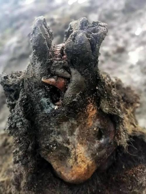 Сибирская вечная мерзлота известна как кладезь доисторических артефактов, где животные ледникового периода лежат идеально замерзшие во времени. 01