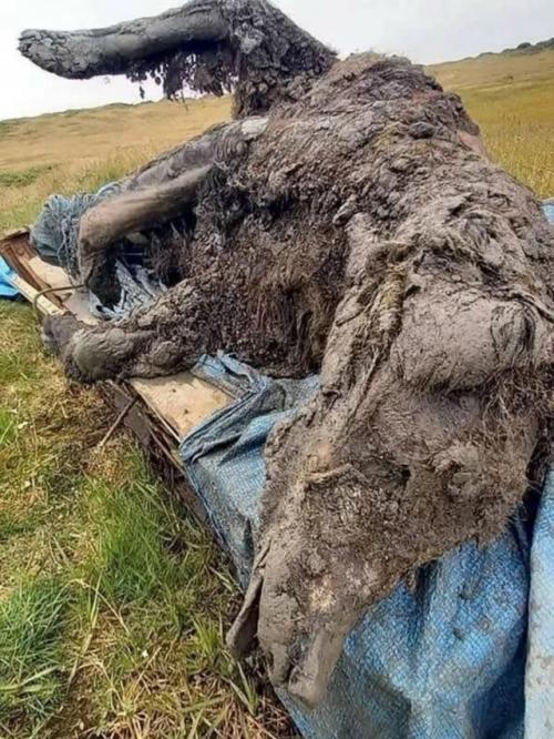 Сибирская вечная мерзлота известна как кладезь доисторических артефактов, где животные ледникового периода лежат идеально замерзшие во времени.  