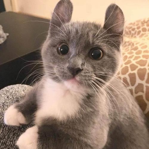 Кинкалоу - порода кошек, выведенная в результате скрещивания манчкинов и американских керлов. 03