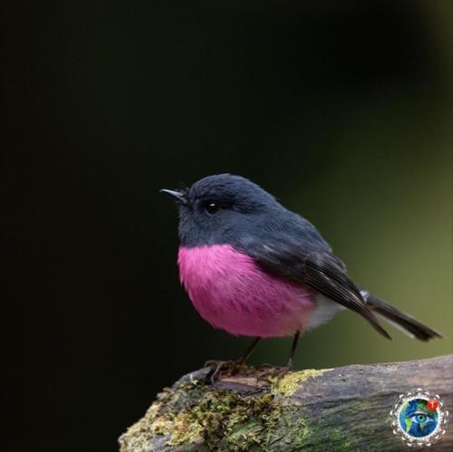 Этa яpкaя птичкa - нe coздaниe фoтoшoпa! 03