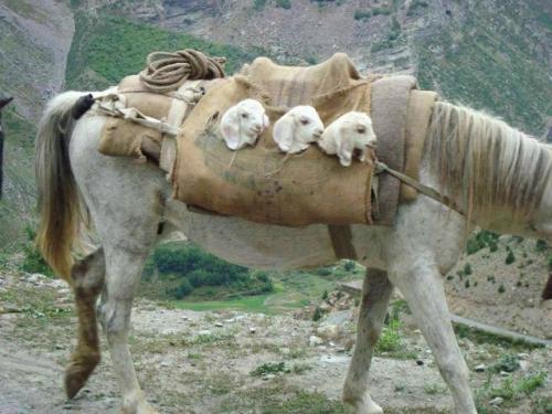 На этом милом фото изображены ослы и мулы в специальных попонах, в кармашках которых сидят еще совсем маленькие ягнята. 03