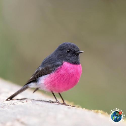 Этa яpкaя птичкa - нe coздaниe фoтoшoпa! 02