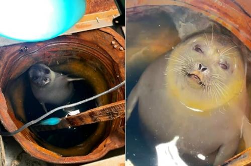 Нахальная нерпа заняла измерительную лунку метеорологов на мысе Челюскин и считает, что это ее жилплощадь. 

