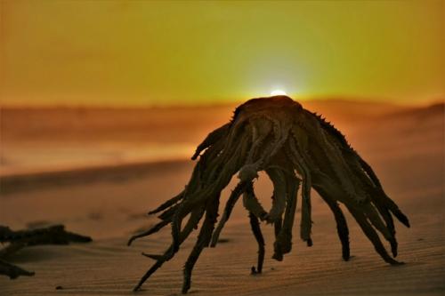 Нет, это не пилоты нло, которых в прошлом году всей страной ловили американцы! 01