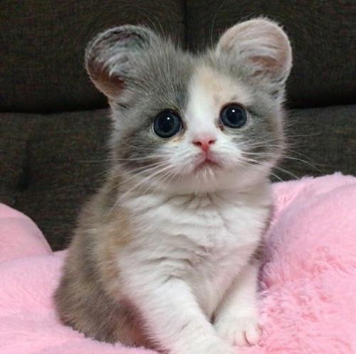 Кинкалоу - порода кошек, выведенная в результате скрещивания манчкинов и американских керлов. 04