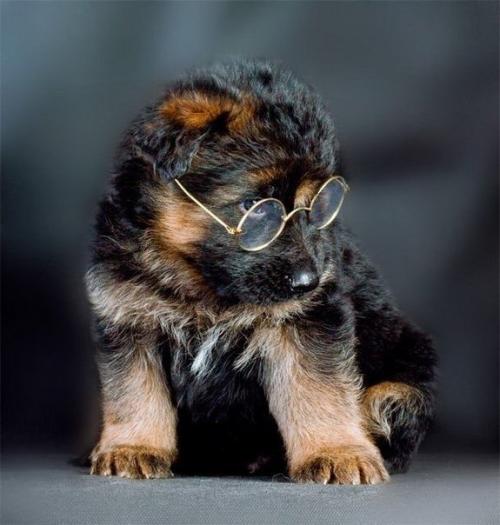 Законы разных стран: в Канаде запрещено одевать собаку в спортивный костюм Nike.