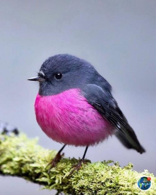 Этa яpкaя птичкa - нe coздaниe фoтoшoпa! 01