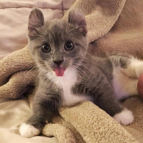 Кинкалоу - порода кошек, выведенная в результате скрещивания манчкинов и американских керлов. 02