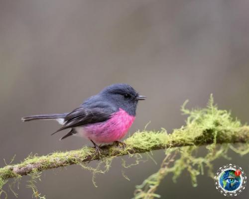 Этa яpкaя птичкa - нe coздaниe фoтoшoпa! 04