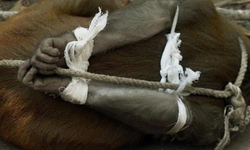 Наказание обезьян - преступниц в Индии. 03