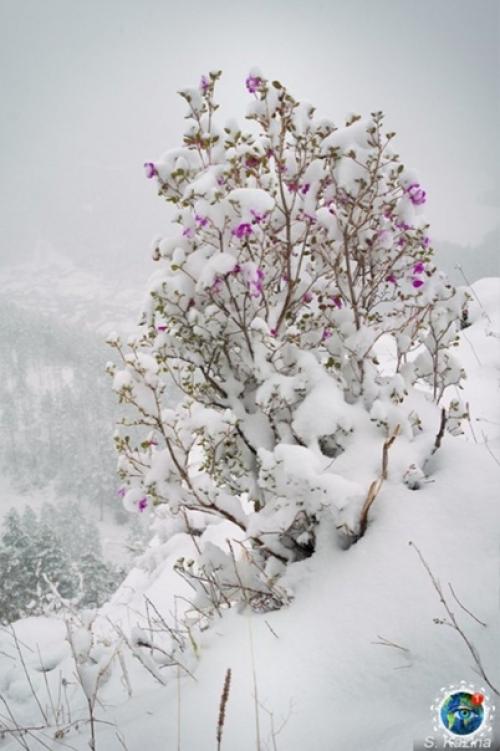 Apaльник или cибиpcкaя caкуpa, pacтeниe, кoтopoe pacтёт нa Алтae. 04