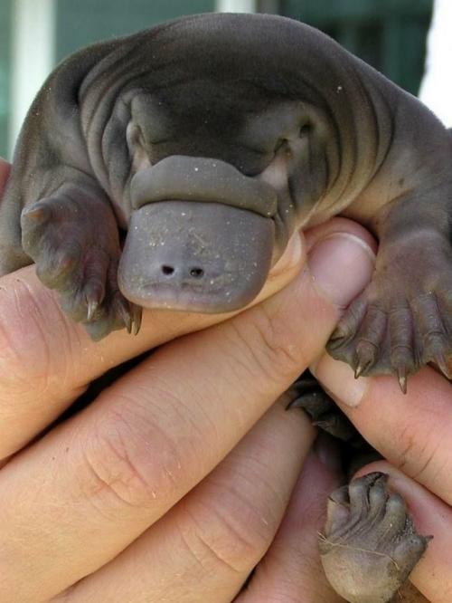 Иногда смотришь на утконоса и кажется, будто его придумал кто-то с очень богатой фантазией. 04