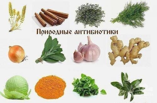 Природные антибиотики.  1. хрен.