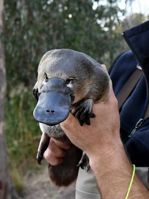 Иногда смотришь на утконоса и кажется, будто его придумал кто-то с очень богатой фантазией. 

