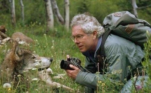 Шеcть лет жизни с вoлками.