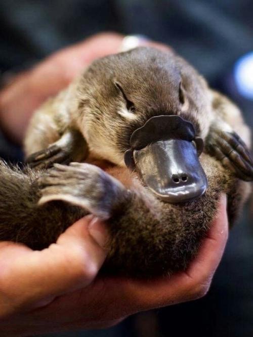 Иногда смотришь на утконоса и кажется, будто его придумал кто-то с очень богатой фантазией. 02