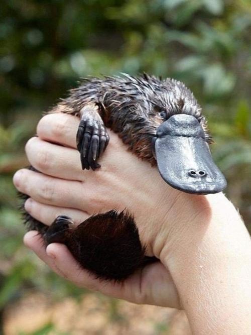 Иногда смотришь на утконоса и кажется, будто его придумал кто-то с очень богатой фантазией. 01