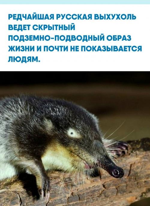 Этот зверек весом 400 грамм напоминает крота с длинным хоботком, мощными когтистыми лапами и уплощенным хвостом.  