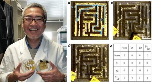 О чем думают грибы? 

